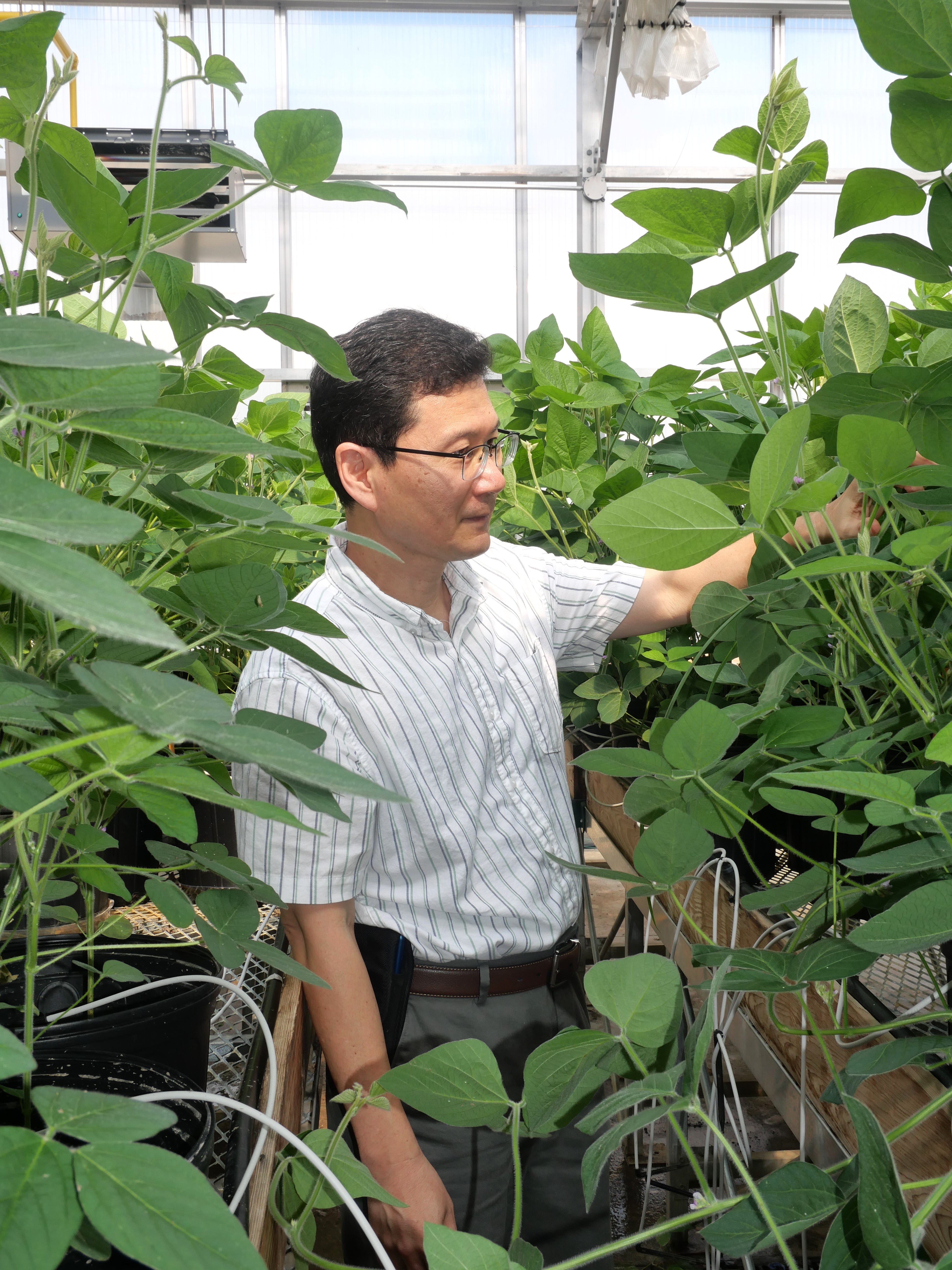 LSU AgCenter researchers are part of $6 million NSF study on developing climate resilient soybeans  